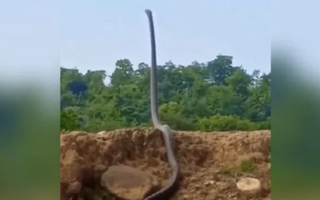 Hổ mang chúa khổng lồ vươn mình 'đứng thẳng' như người tạo nên cảnh tượng kinh hãi