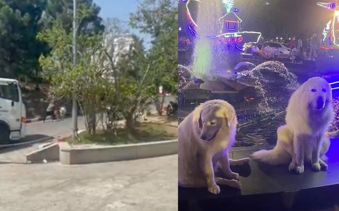 Nhiều người đặt nghi vấn chú chó Alaska bị đánh là chú chó từng nổi tiếng 'rần rần' ở chợ Đà Lạt