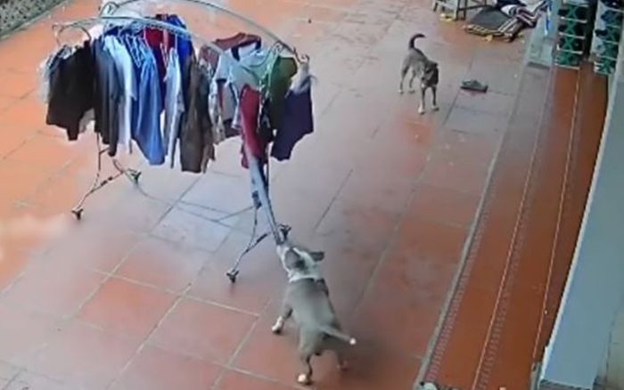 Đi vắng nhưng cây phơi đồ được kéo vào mái che cẩn thận lúc trời mưa, cả nhà ngỡ ngàng khi xem camera