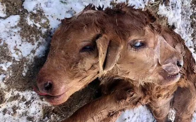 Cái kết vội của 'đứa con' sinh ra là loài đột biến