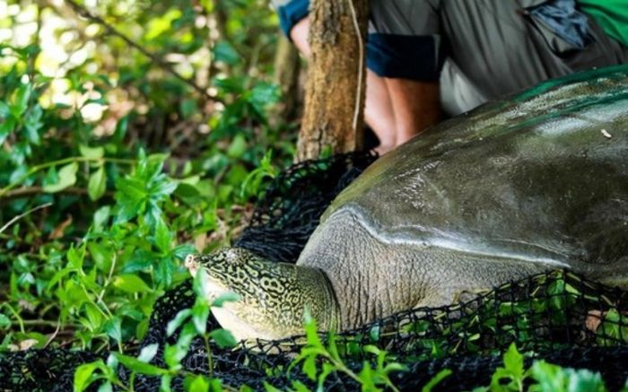 Rùa Hoàn Kiếm tại hồ Đồng Mô vừa qua đời