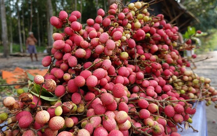 Về Tri Tôn (An Giang), thưởng thức vị chua ngọt của vải rừng
