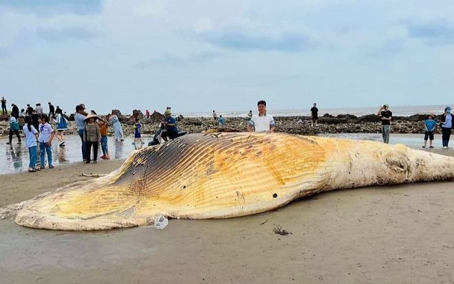 Xác 'Ông' cá voi nặng 5 tấn trôi dạt vào bờ biển Nam Định, chính quyền địa phương có cách xử lý đặc biệt