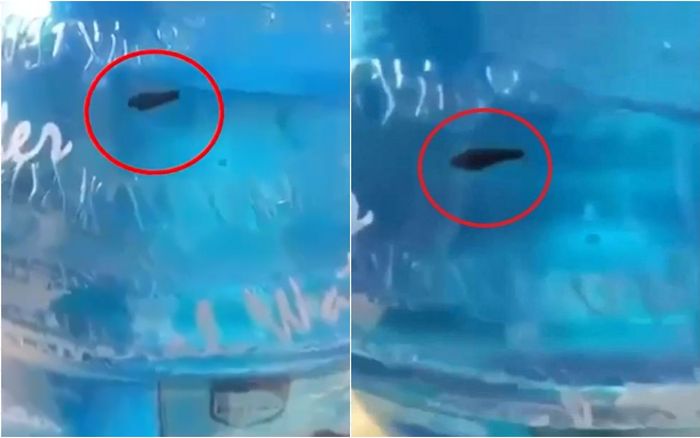 Làm rõ việc đỉa bơi ngoe nguẩy trong bình nước chưa bóc tem ở trường mầm non