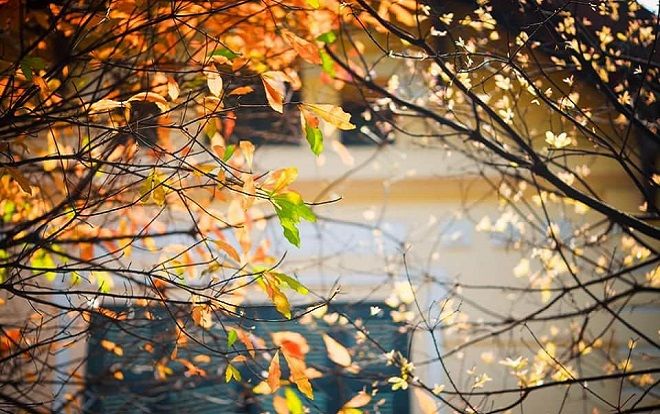 Bạn nhận ra không? Hà Nội đã bắt đầu chớm thu, lá bắt đầu nhuộm vàng