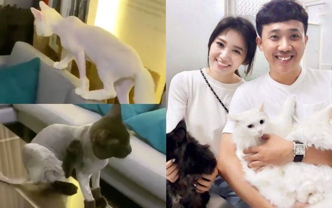 Hari Won tiếp tục cạo lông 2 chú mèo cưng khiến Trấn Thành sốc nặng