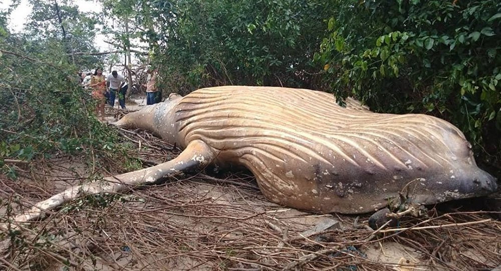 Cá voi lưng gù chết trong rừng.