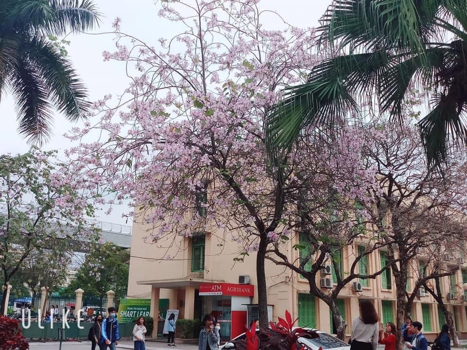Tháng 2 này, đẹp nao lòng với ngôi trường ở Hà Nội nở rộ sắc tím hoa ban Ảnh 1