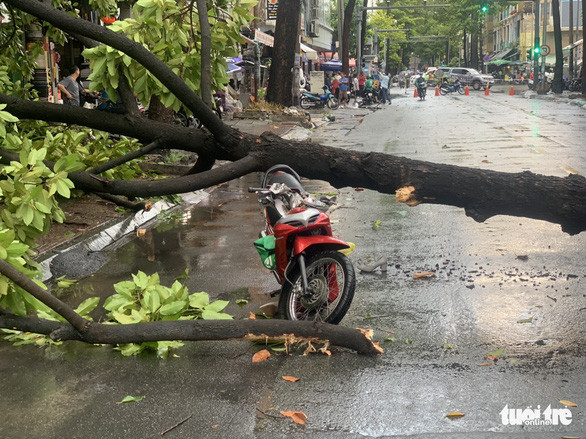Trận mưa lớn tại TP.HCM chiều nay (12/4) làm cây xanh bật gốc, đè trúng 2 người đi đường gây thương tích Ảnh 1