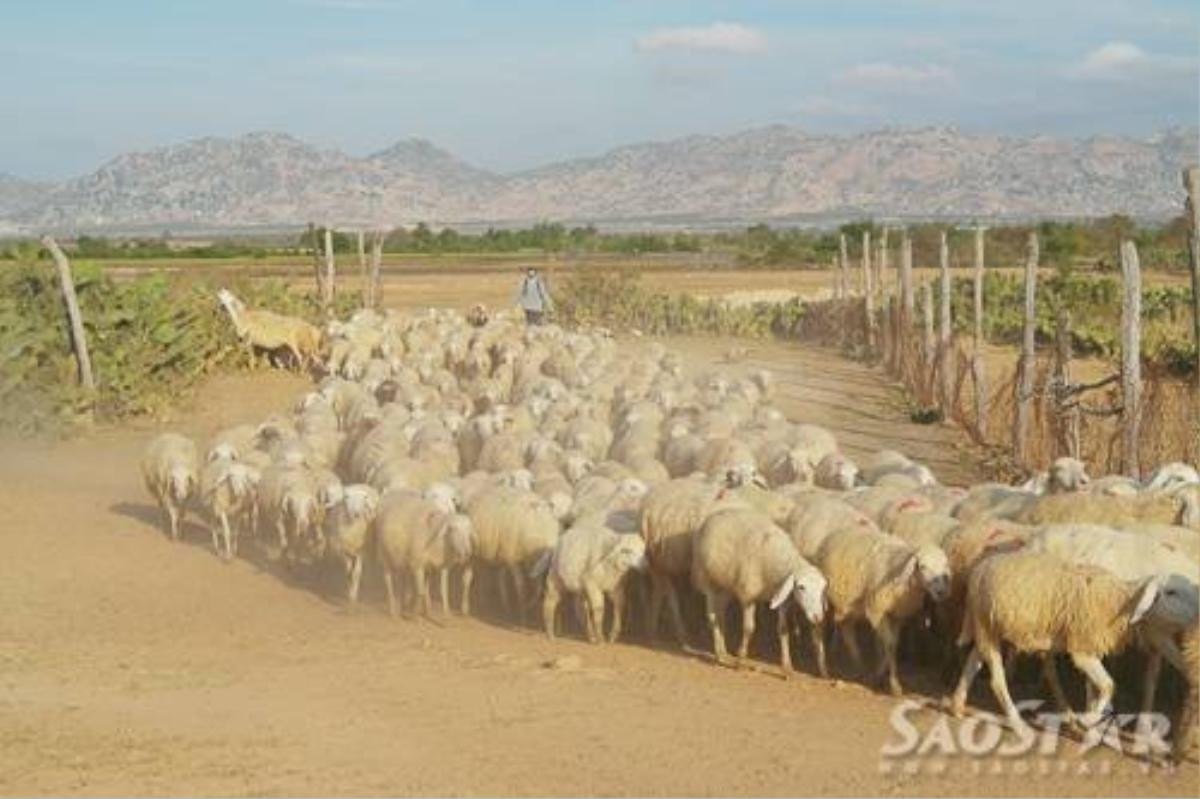 Bí quyết 'săn' cừu khi du lịch Phan Rang - Ninh Thuận Ảnh 13