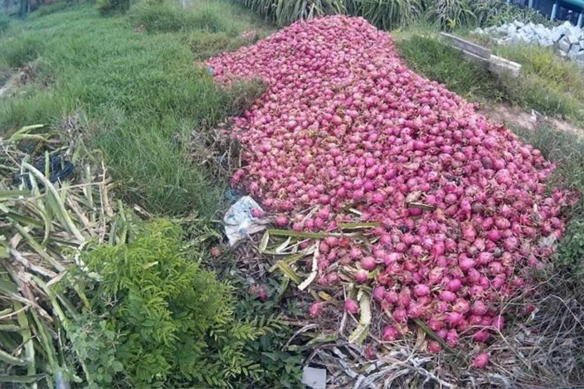 Nhiều hộ không có bò phải thu gom hàng tấn thanh long bỏ ven suối để làm sạch vườn. Ảnh: Zen Nguyễn.