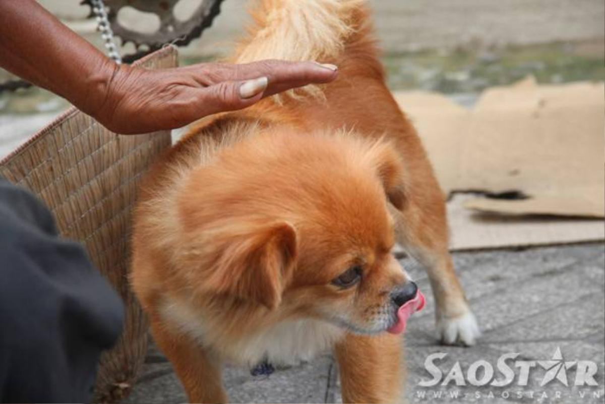 6.	Hằng ngày bà đi nhặt ve chai lúc 7 giờ tối và về “nhà” lúc trời rạng sáng. Những ngày trời không mưa bà dắt cả 2 chú chó đi cùng để bầu bạn. Những khi trời mưa lớn bà gửi 2 chú chó cho các bác xe ôm trông hộ rồi một mình đi nhặt ve chai. 