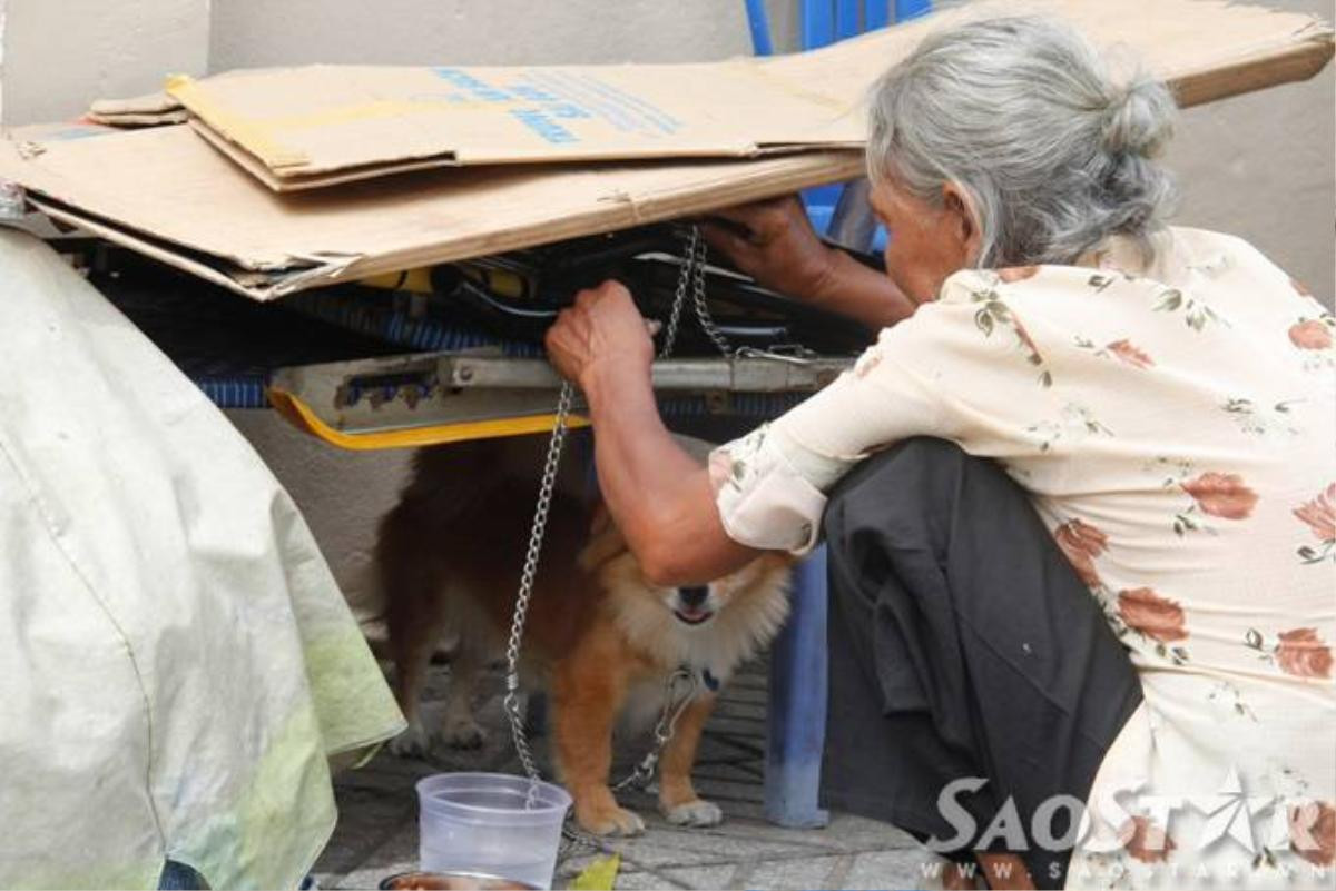 8.	Người dân ở gần thấy bà thương chó nên thường xuyên đem thức ăn cho bà, nhiều người tốt bụng còn nhặt ve chai giúp bà để bà về sớm. Mỗi khi trời nắng gắt hay mưa lớn bà lại đội nắng đội mưa tìm cách che chỗ ở cho 2 chú chó nhỏ.