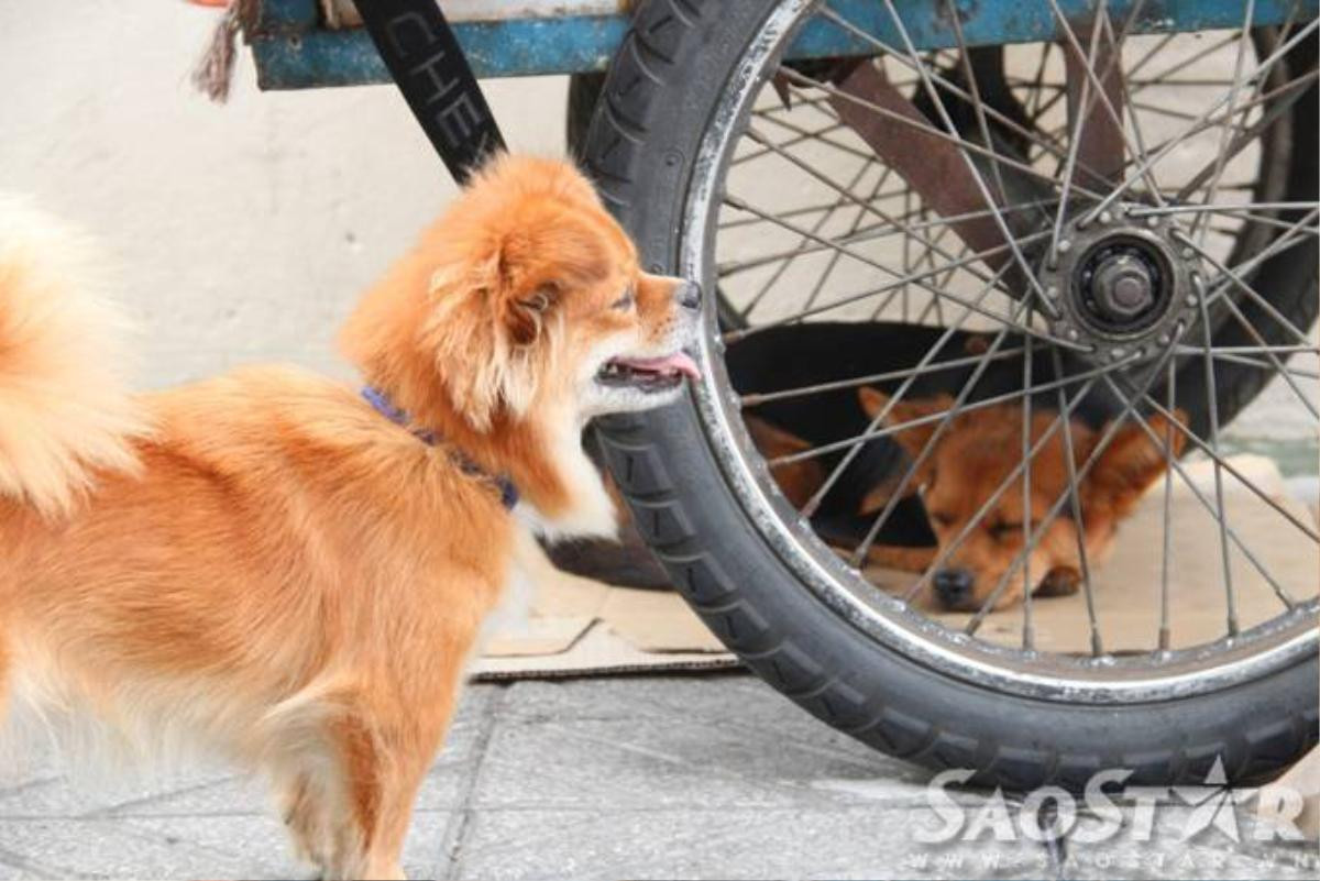 9.	“ Ti-Na ngoan và nghe lời lắm, sáng tôi đẩy ve chai đi bán thì 2 đứa ngủ dưới ghế. Na hiền hơn, thích được vuốt ve còn con Ti hơi lém lỉnh, chạy nhảy và sủa to khi có người chọc nó. Từ ngày có Ti và Na tôi thấy vui hơn hẳn”, bà Trinhchia sẻ.