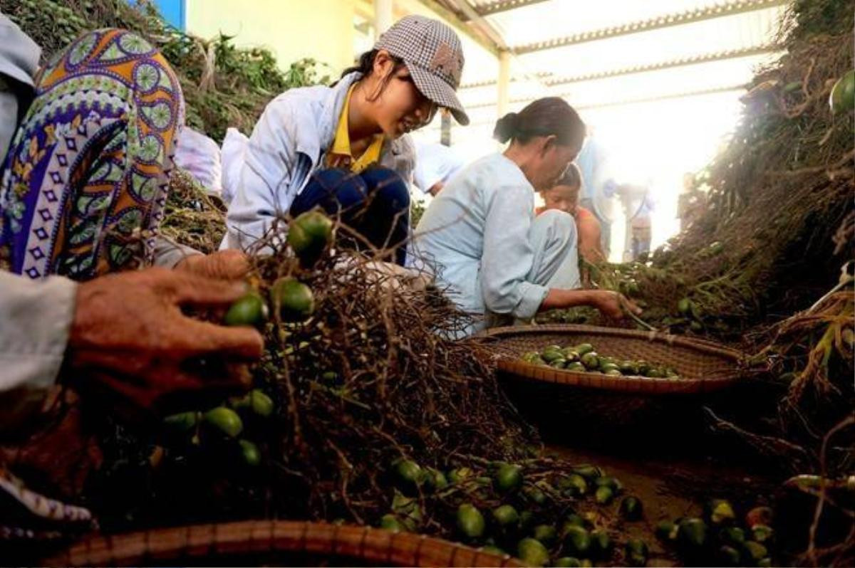 Phần lớn họ là những lao động nhàn rỗi, người già, sinh viên, mỗi ngày được trả công từ vài chục đến trăm nghìn tùy vào năng suất làm việc.