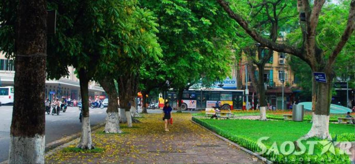 "Lá trút rơi nhiều đâu phải bởi mùa thu...". Những người sống và yêu thủ đô đều hiều, mùa lá rụng ở Hà Nội chỉ kéo dài 2-3 tuần tháng 4 và cuối tháng 8, đầu tháng 9, thời khắc đất trời chuyển giao.