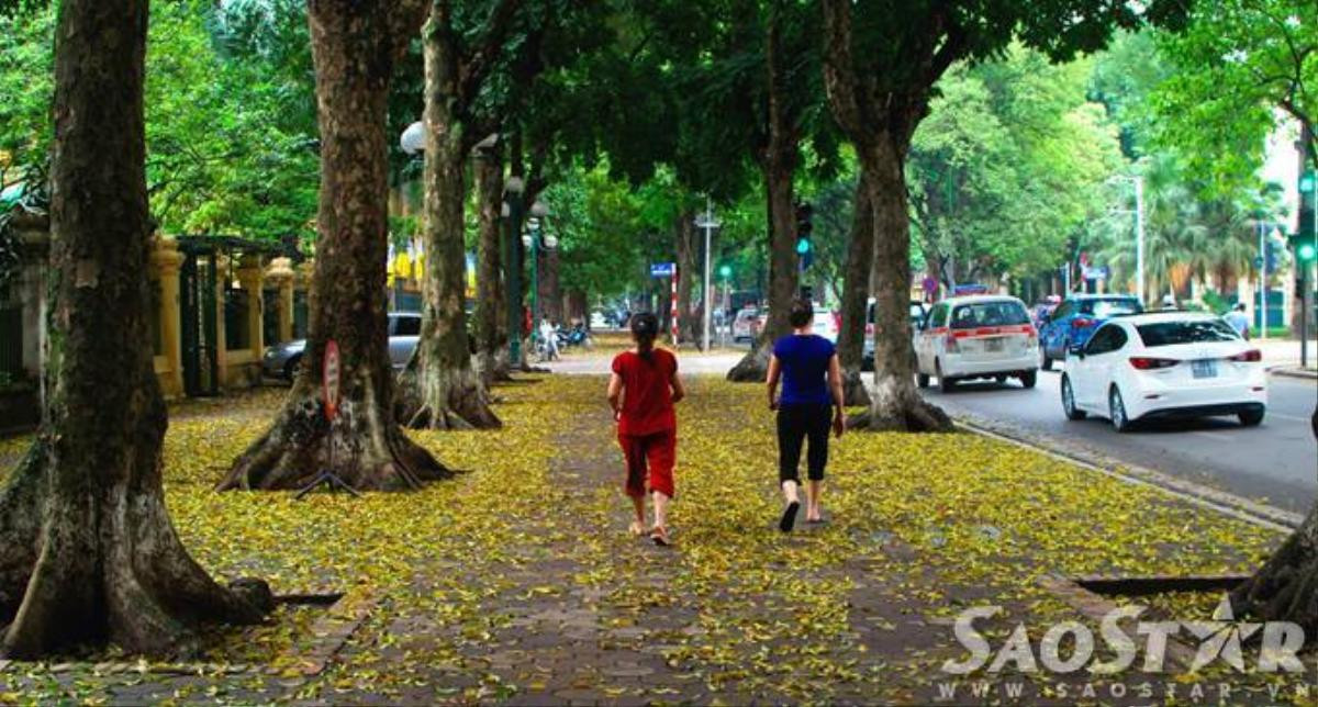 Từng con đường, góc phố được dệt thảm vàng, hòa cùng nhip sống của người dân đã tạo nên những hình ảnh rất đặc trưng của Hà Nội.