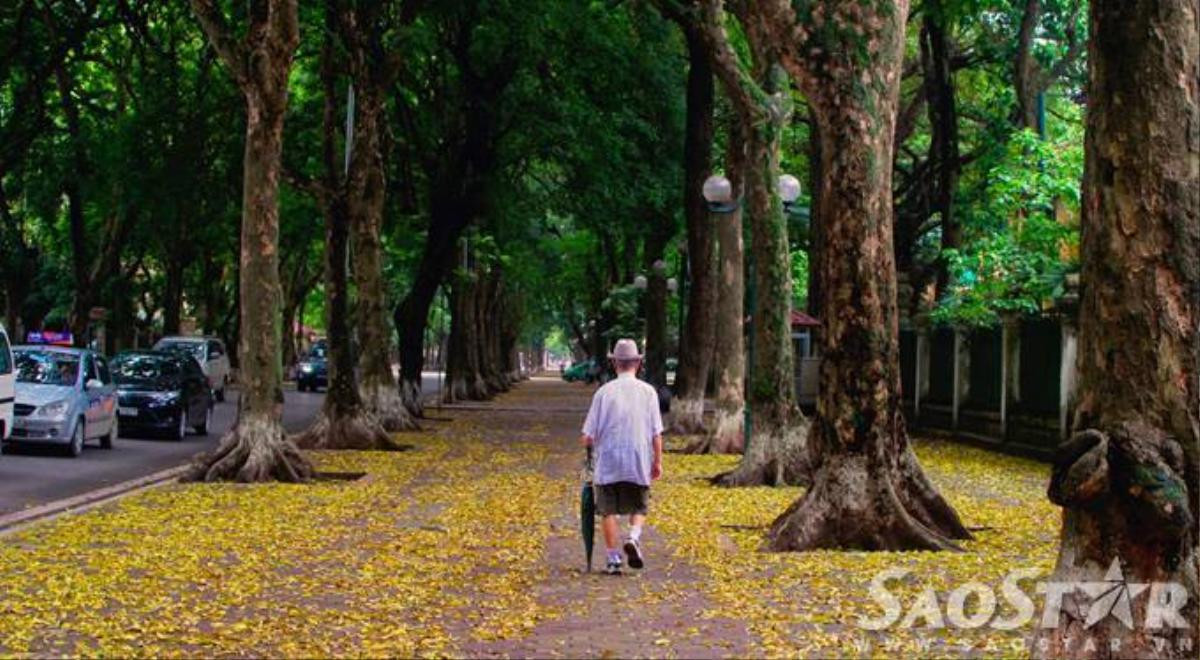 Đi qua mùa hoa người ta thường hay quên mùa lá. Để rồi một ngày người Hà Nội ngỡ ngàng khi thấy từng hàng sấu ào ạt trút lá dệt thảm vàng khắp phố phường.