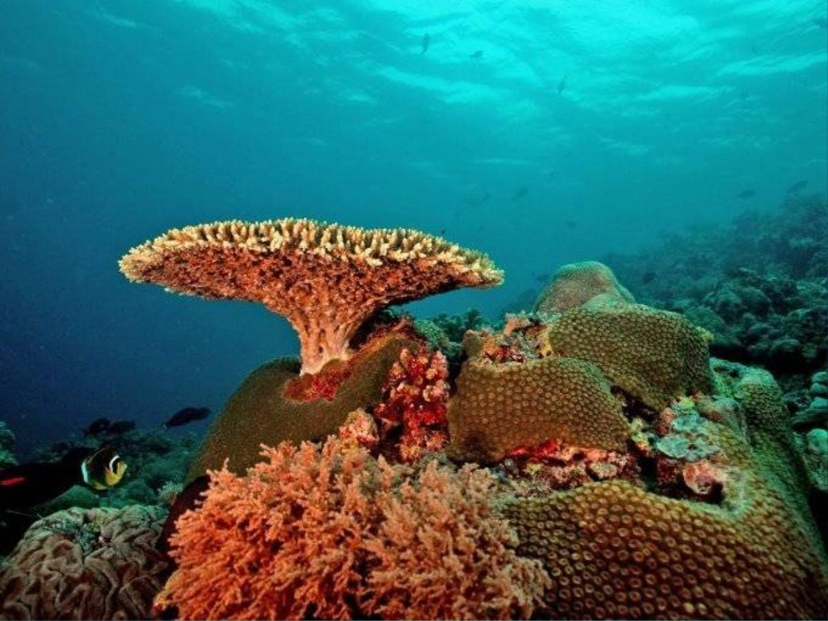 Tubbataha Reef, khu bảo tồn biển và chim trên biển ở Sulu. Bạn sẽ có cơ hội tận mắt nhìn thấy các sinh vật dưới biển. Ngoài ra, hai đảo san hô lớn và một rạn san hô cũng đang chờ bạn ghé thăm. 