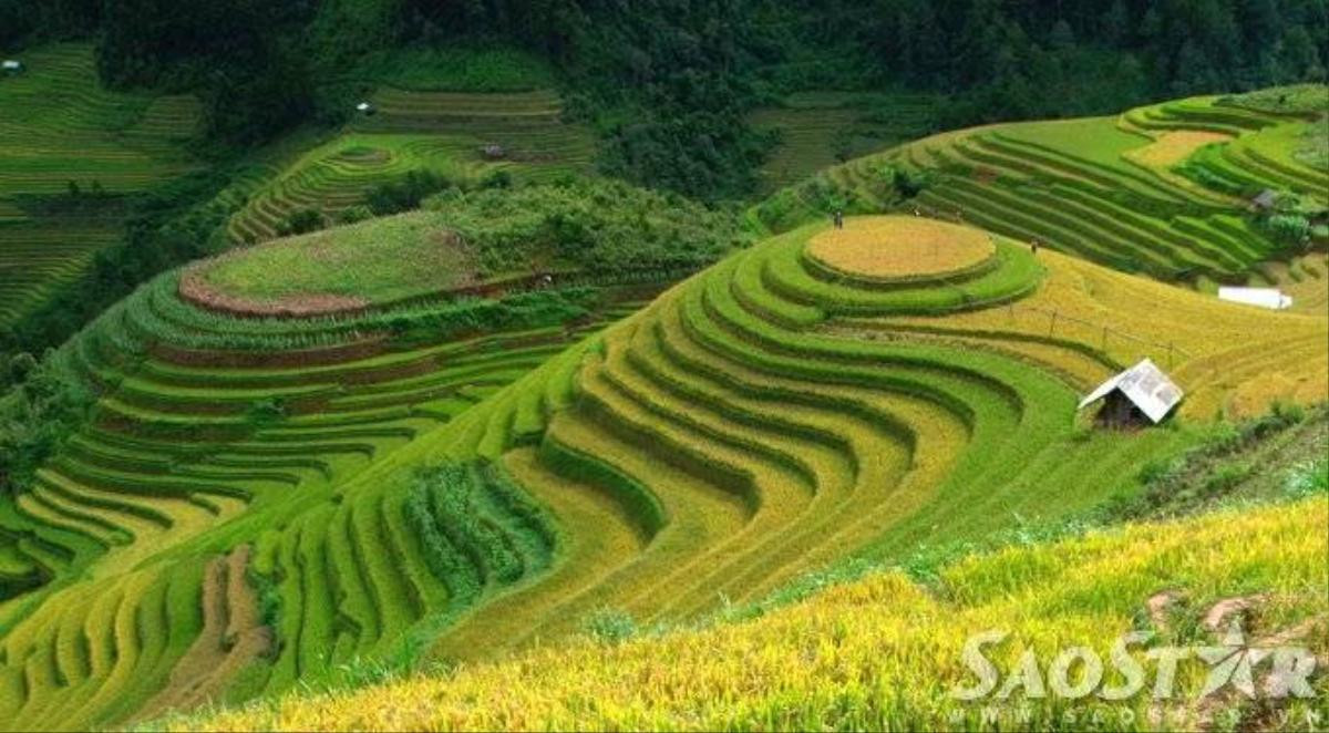 Mu cang chai -8