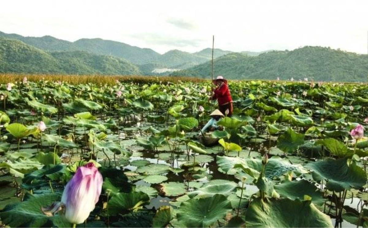 Cánh đồng sen Biển Hồ, ngay dưới chân đèo C.