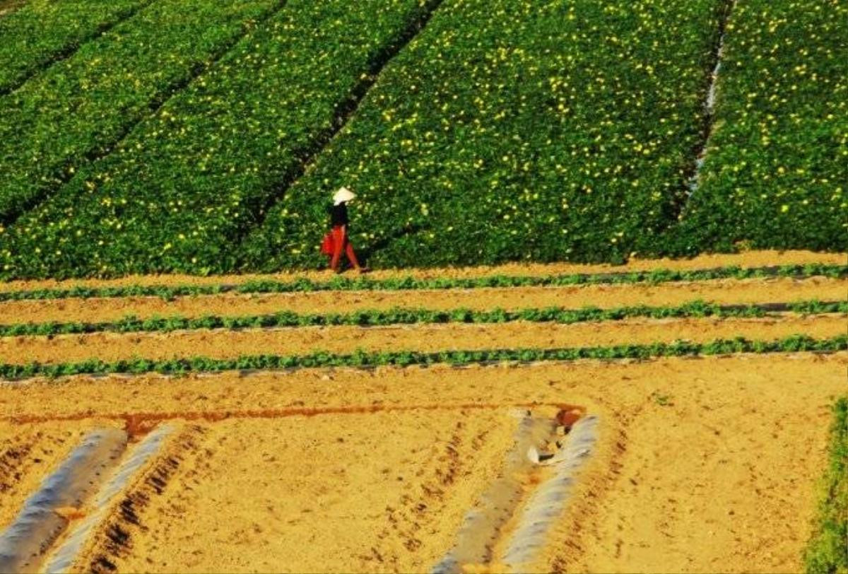 Cánh đồng mướp giữa sông Ba. Đi trên cầu Đà Rằng có thể nhìn xuống thấy được những luống dưa, luống mướp trồng giữa bãi phù sa.