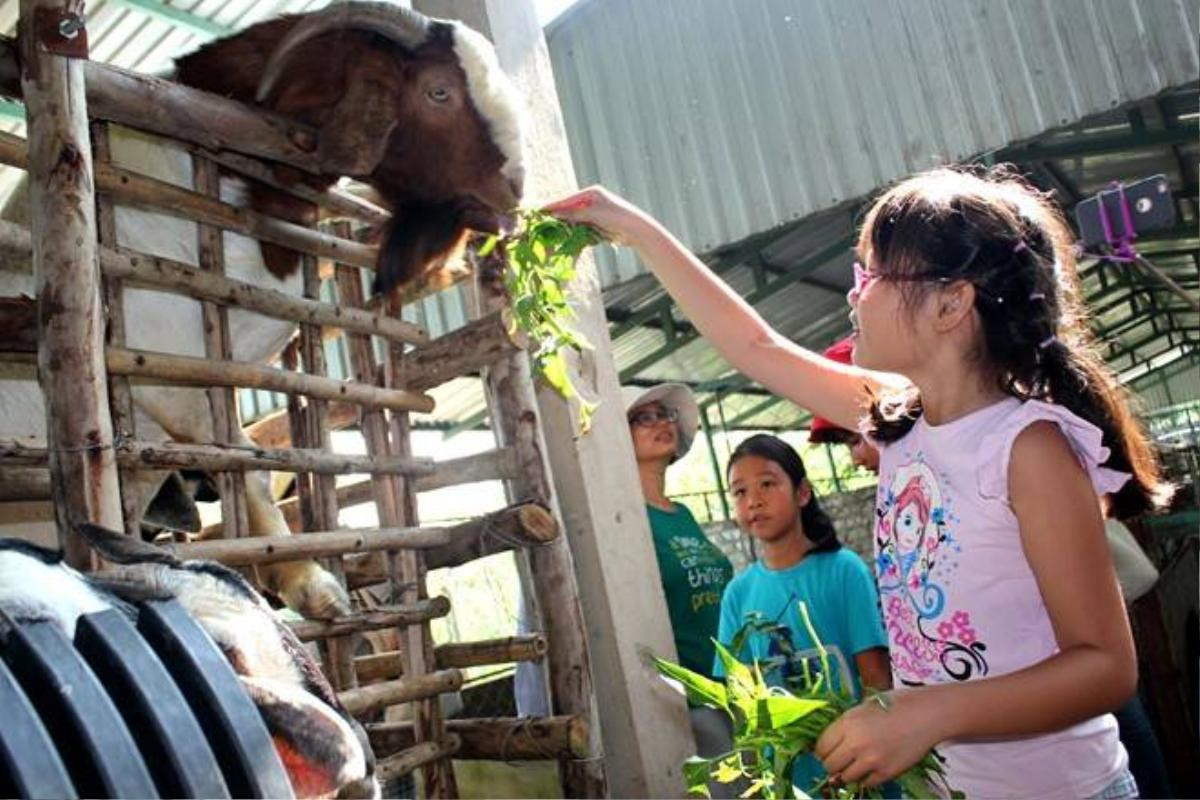 Đến đây, các gia đình sẽ tìm hiểu khẩu phần ăn, cách chăm sóc các loại gia súc. Khách sẽ được tự tay cho thú ăn.