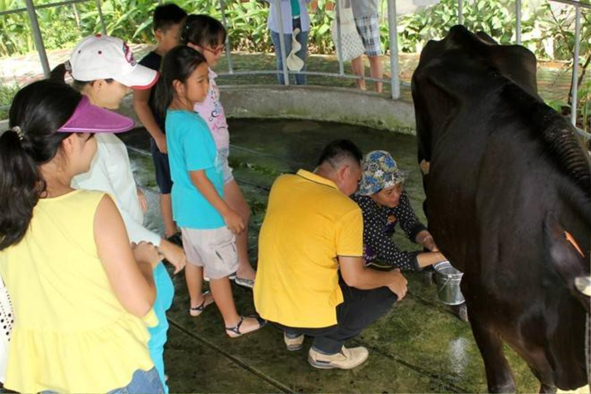 Học vắt sữa bò thu hút nhiều phụ huynh, học sinh tham gia.