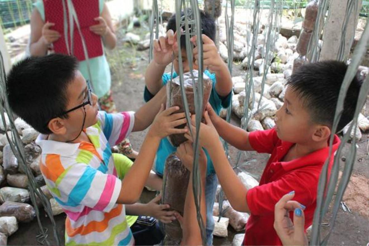 Ngoài chăn nuôi, trang trại cũng tổ chức cho các gia đình trồng các loại nấm linh chi, bào ngư... Khách sẽ được tham quan các vườn nấm, tham gia vào quá trình thu hoạch. Toàn bộ sản phẩm thu hoạch được sẽ được bán giá rẻ chỉ 20.000 -50.000 đồng/kg nấm bào ngư.