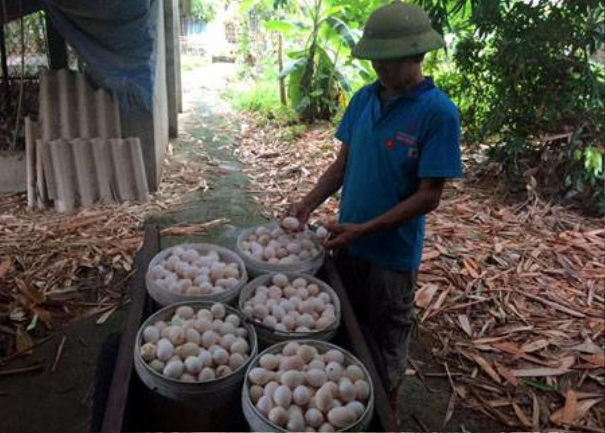 Trứng gà Ai Cập màu trắng nhìn rất giống trứng gà ta thả vườn, được thương thái ưa chuộng đến tận nhà thu mua với giá cao.