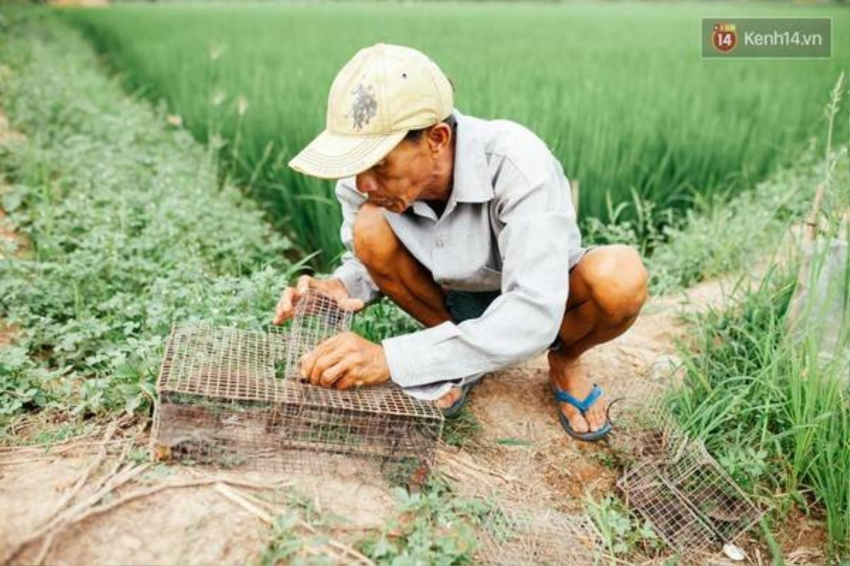 Sau một đêm đặt bẫy, ngày hôm sau người dân đi thu hoạch "chiến lợi phẩm".