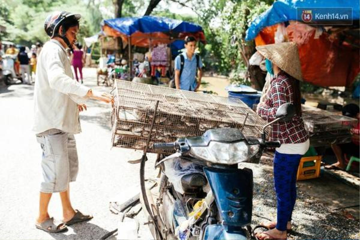 Sau khi bắt được chuột, thương lái cho người vào tận đồng thu mua rồi chở về chợ.