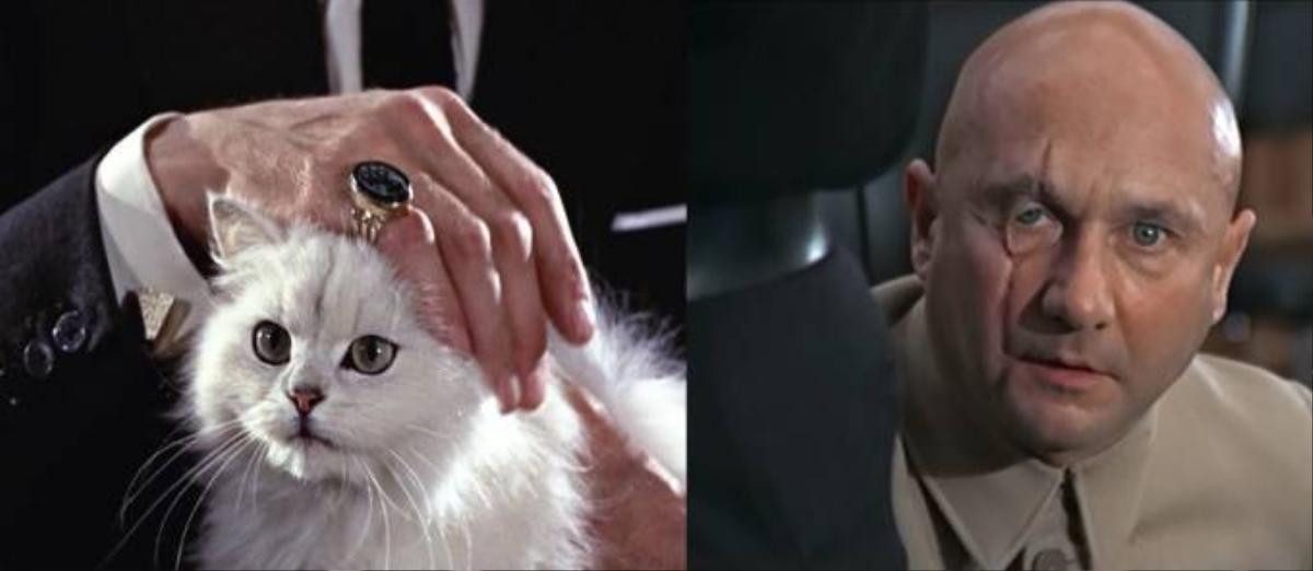 blofeld-cat