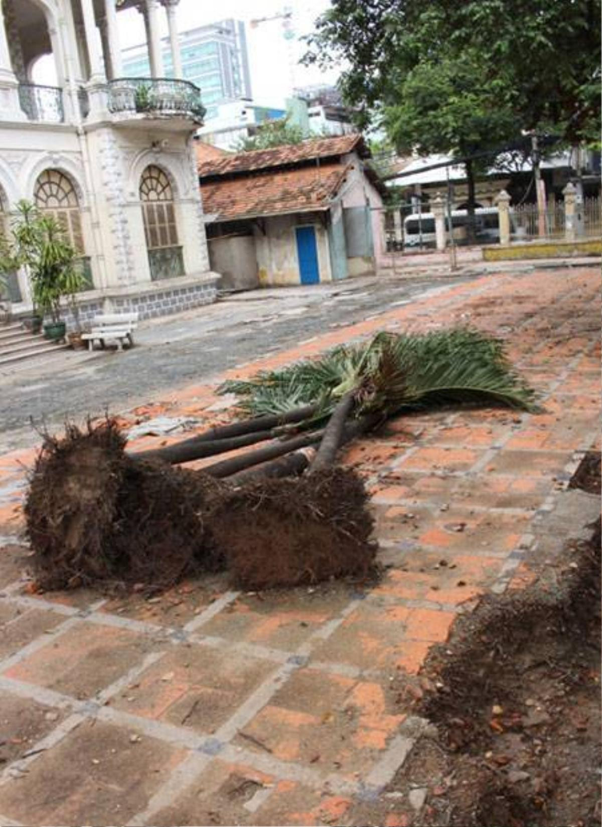 Hàng cau vua cũng được chủ mới chuẩn bị thay đổi (Ảnh: Hà Nguyễn).