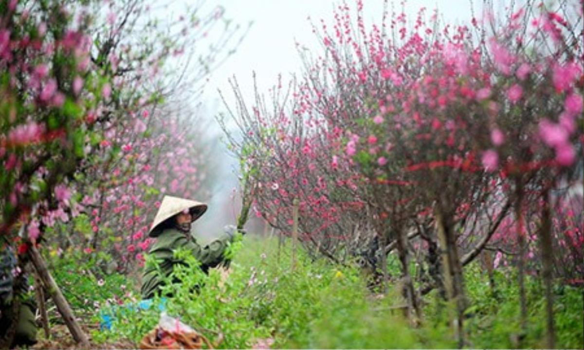 Người trồng đào hối hả chăm sóc cây chờ ngày Tết đến. Ảnh: Giang Huy.