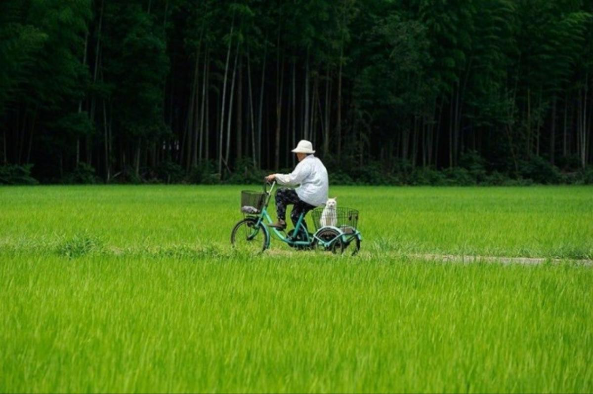 bamisaomeofukumaru (15)