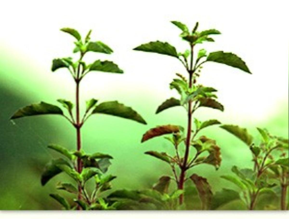 tulsi-plants