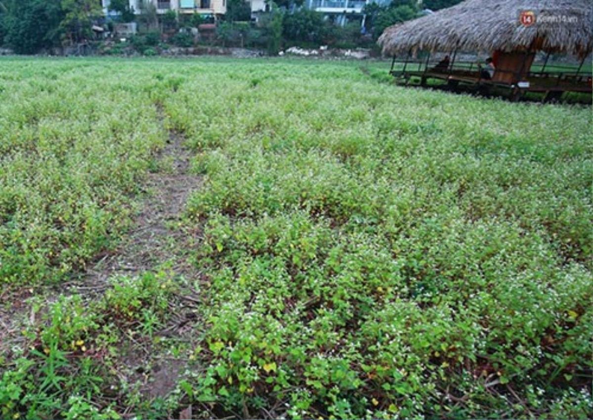 Tuy chưa phải là thời điểm rực rỡ nhất tại khu vườn nhưng vì tò mò cộng với việc mở cửa miễn phí dẫn tới lượng lớn người đổ về đây, nhiều luống trở nên thưa thớt dần.