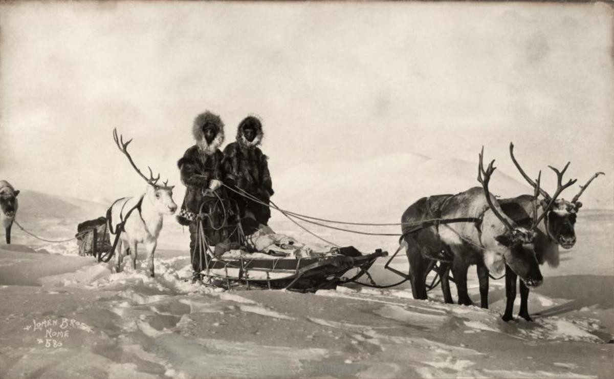 Tuần lộc kéo xe trượt tuyết tại Alaska. Ảnh được đăng trên tạp chí National Geographic vào năm 1919.