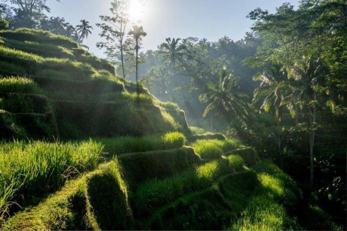 Ruộng bậc thang xanh mướt trong ánh mặt trời ở Bali, điểm tham quan nghỉ dưỡng nổi tiếng thế giới của Indonesia. Vùng đất này không chỉ có cảnh đẹp mà còn ghi điểm bởi nền văn hóa độc đáo, ẩm thực tươi ngon và các spa tuyệt hảo.