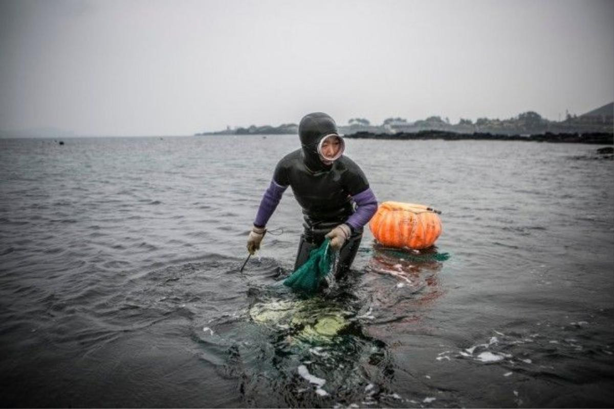 Những nữ thợ lặn lớn tuổi là một hình ảnh quen thuộc ở đảo Jeju. Họ có thể lặn sâu khoảng 10-20 m mà không cần bình khí hiện đại, bắt bạch tuộc, bào ngư, trai, mực và tìm rong biền. Độ tuổi trung bình của các nữ thợ lặn này là 65. Nhiều người 80 tuổi vẫn tiếp tục công việc này. Ảnh: Nytimes.