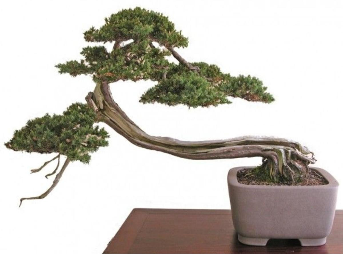 bonsai