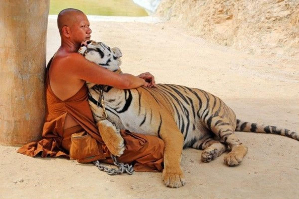 6tigertemple