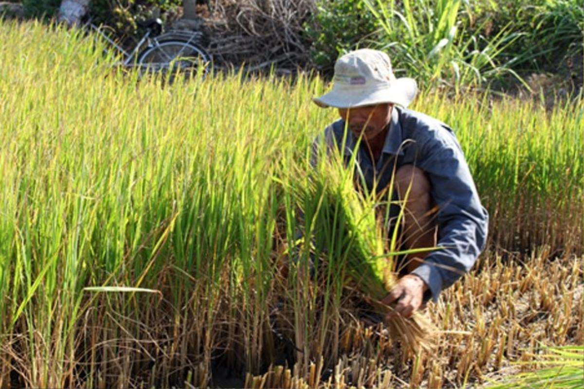 Nông dân Nguyễn Văn Luận ở huyện Bình Đại, tỉnh Bến Tre ngậm ngùi cắt lúa cho bò ăn. 