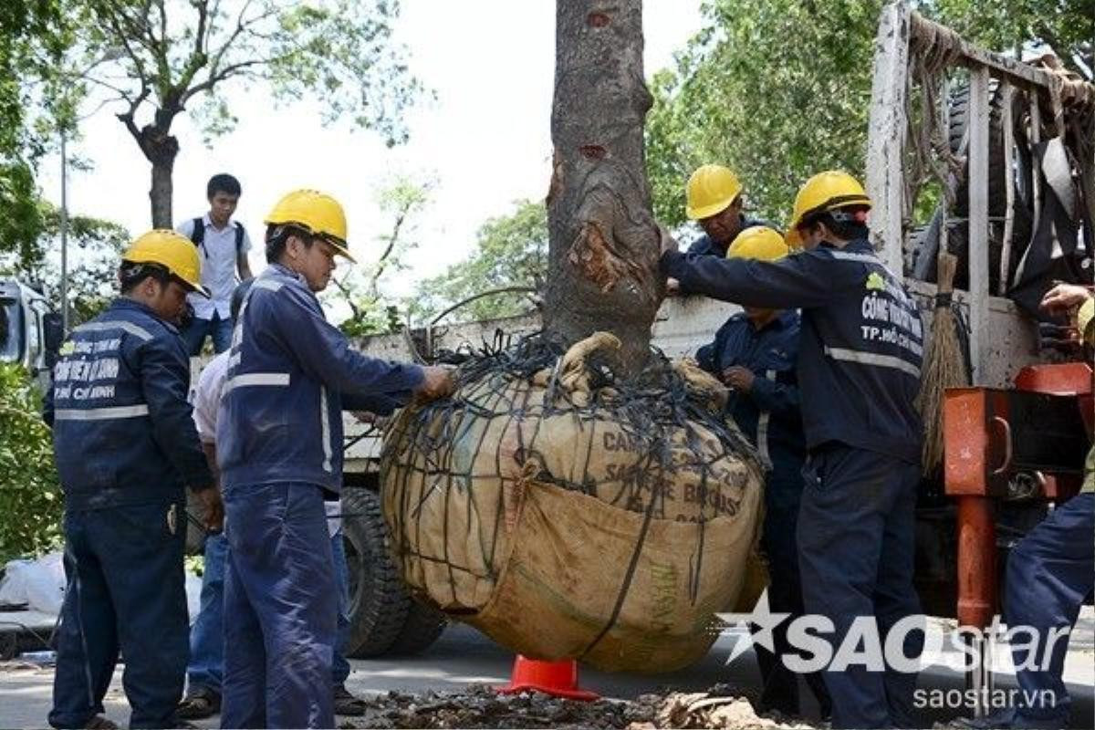 Công nhân bứng cây xanh trên đường Tôn Đức Thắng để thi công nhà ga metro.