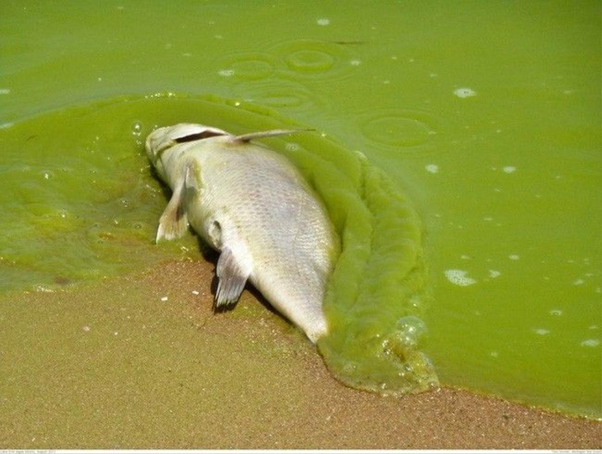 dead-fish-algal-bloom-1024x774-1461775110381