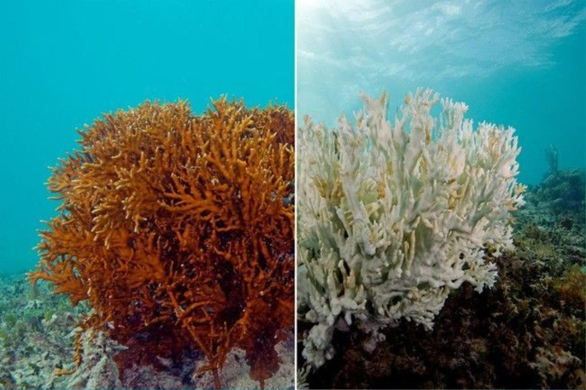 coral-bleaching-7-1461767033058