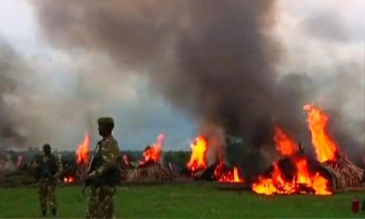 Đây là đợt thiêu hủy ngà voi lớn nhất từ trước đến nay của Kenya. Ảnh: Guardian