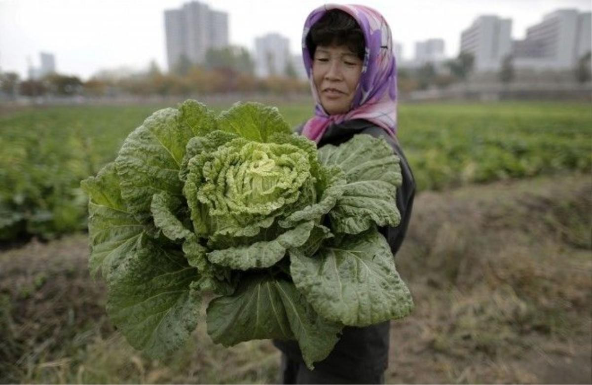 Nông dân Triều Tiên ôm cây bắp cải lớn trong một nông trang ở Chilgol, ngoại ô Bình Nhưỡng. Lệnh cấm vận của Liên Hợp Quốc nhằm vào chương trình vũ khí hạt nhân của Triều Tiên tác động nhiều tới cuộc sống của người dân quốc gia này.