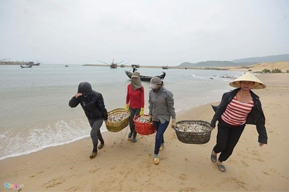 Cá chết hàng loạt tại ven biển miền Trung gây nhiều thiệt hại cho ngư dân. Ảnh: Lê Hiếu.